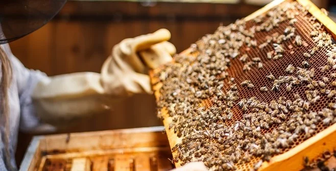 Arıcılara Hibe ve Ekipman Desteği -