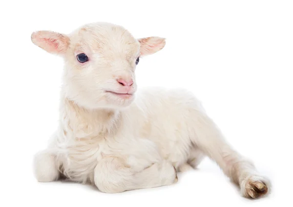 depositphotos_62459081-stock-photo-lamb-sitting