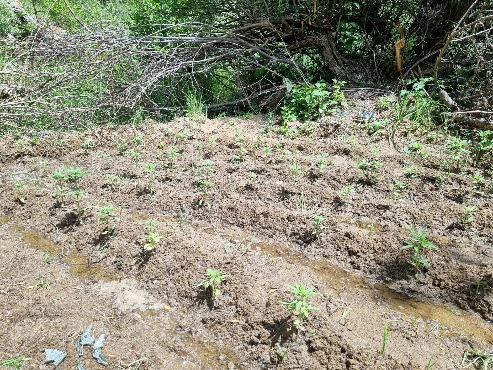 40516acc-2cc9-4519-82da-f432c49a5145