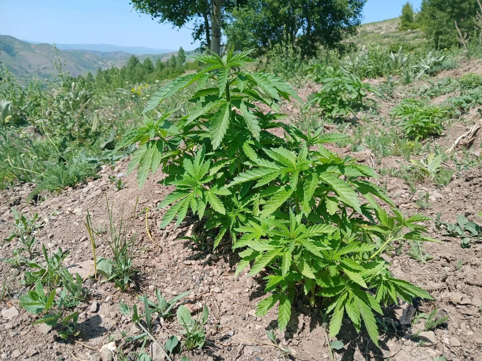 5ed789d2-42a0-4d19-843e-f616b01a3c63