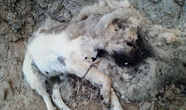 bingol-de-coban-kopekleri-zehirlenen-aile-destek-bekliyor-9297-webp