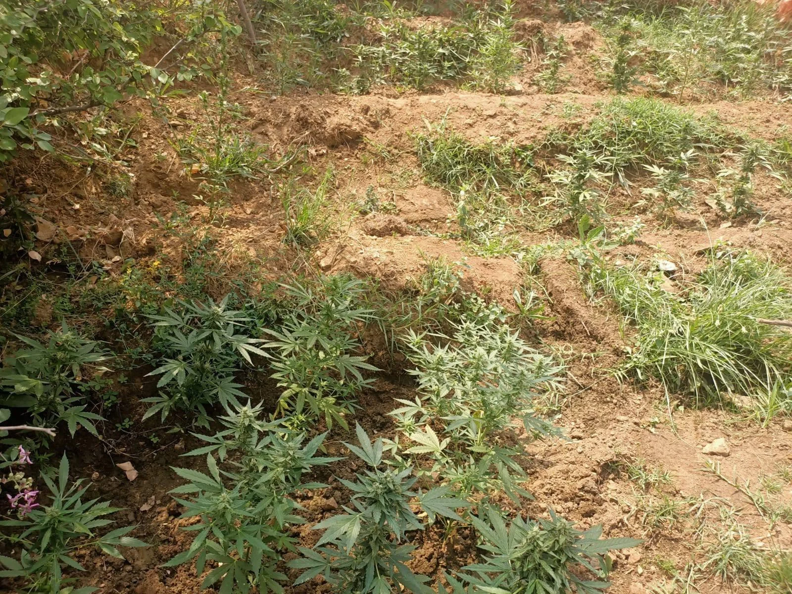 94ff11f1-fa84-4d02-b278-9324207b91f7