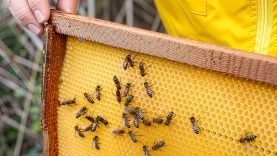 unblurimageai_ari-dha-kuraklik-1720557