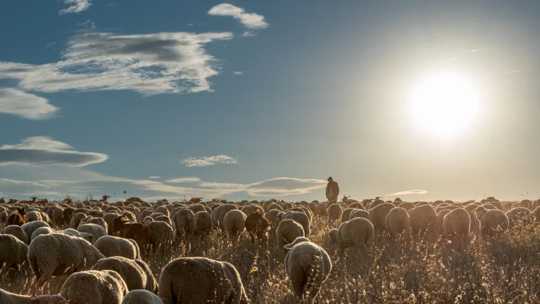 Bingöl’de Çobanlık Kursu Başlıyor-İÇ MANŞET-