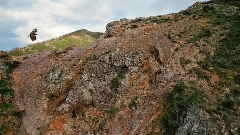 ayı-kartal-
